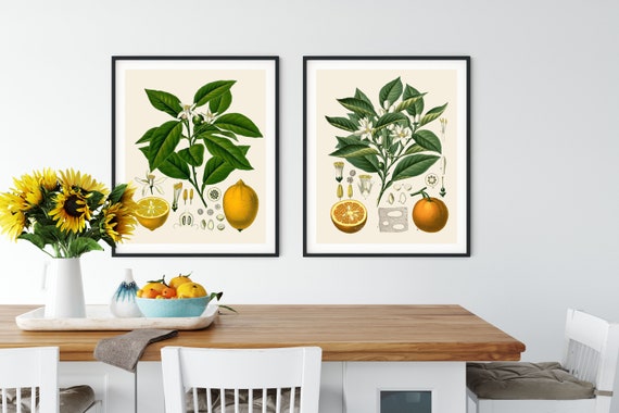 French Citrus Prints Set: Vintage Botanical Kitchen Art