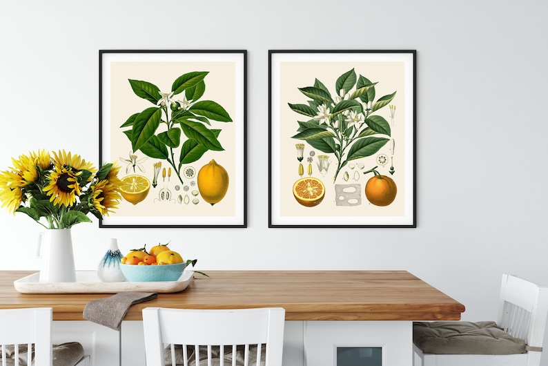 French Citrus Prints Set: Vintage Botanical Kitchen Art image 1