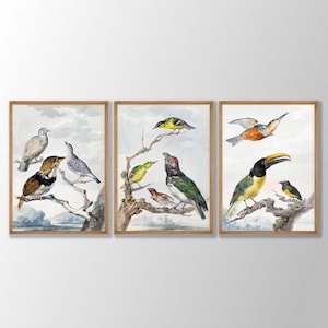Vintage Vogeldrucke 3er-Set - Vogel Wandkunst, Küstenvogel Poster, Audubon Vogel Dekor, Vögel von Amerika, Vogelliebhaber Geschenk, Strandhaus Dekor