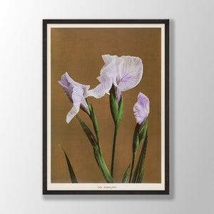 Vintage Iris Flower Art Print | Japanese Flower Print, White Flower Print, Botanical Print, Kitchen Wall Art, Farmhouse Decor, Bedroom Decor