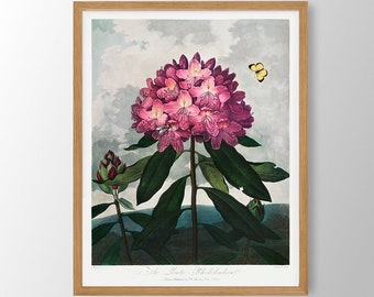 Vintage Purple Rhododendron Print: Botanical Farmhouse Wall Art