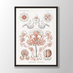 Ernst Haeckel Print - Anthomedusae, Ernst Haeckel Vintage Poster, Marine Wall Decor, Biology Wall Art, Nautical Wall Art, Coastal Art