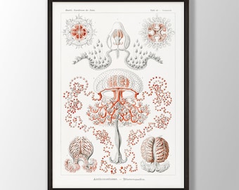 Ernst Haeckel Anthomedusae Print: Vintage Marine Biology Wall Art