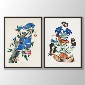 Vintage Vogeldrucke 2er-Set - Vogel Wandkunst, Küstenvogel, Audubon Vogel Dekor, Vögel von Amerika, Vogelliebhaber Geschenk, Blauhäher, Roter Avadavat