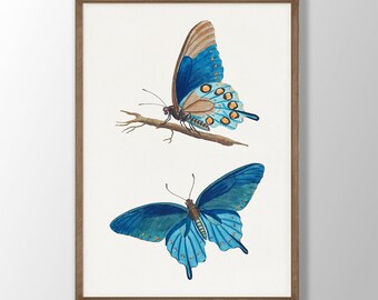 Vintage blauwe vlinderprint: kunst aan de muur natuurhistorische galerij