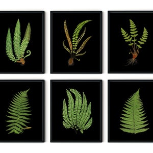 Black Fern Print Set of 6 - Fern Wall Art, Black Botanical Wall Art, Dark Plant Art, Botanical Print, Farmhouse Decor, Kitchen Art