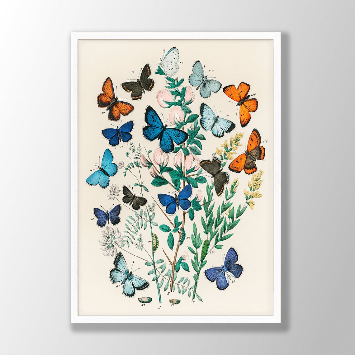 Vintage Butterfly Print - Butterfly Wall Art, Butterfly Decor, Gallery Wall Art, Beach House Decor, Natural History Art, Nursery Wall Art