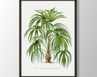 Vintage Palm Tree Print No3: Tropical Botanical Wall Art