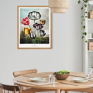 May include: A framed botanical illustration of a bouquet of colourful tulips with black and white stripes. The tulips are arranged in a vase and are set against a blue sky background. The image is titled "Tulipa" and includes the text "Drawn from Nature by J.S. Knowles, London, 1827."