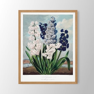 Vintage Flower Print | Hyacinth Print, Farmhouse Wall Art, Botanical Print, Kitchen Wall Art, Farmhouse Decor,Dining Room Art,Bedroom Decor