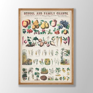 Botanische school- en gezinseducatie grafieken nr: 3 - vintage botanische poster, vintage bloemenkaart, botanische muurkunst, natuurhistorische kunst