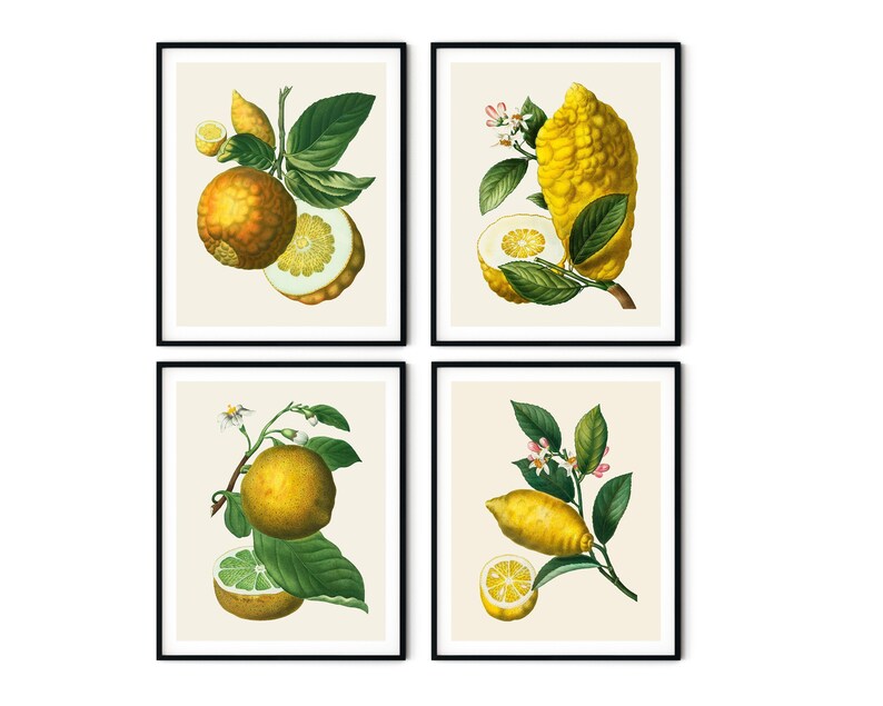 May include: Set of four botanical illustrations featuring different types of lemons. Each illustration depicts a lemon branch with leaves, flowers, and fruit. The lemons are depicted in various stages of ripeness, from green to yellow.
