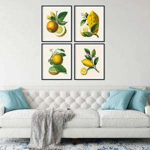 May include: Four framed botanical illustrations of lemons and limes with green leaves and white flowers on a white background.