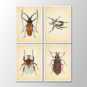 Vintage Beetles Print Set of 4 No2 - Insect Prints, Bugs Prints, Beetle Wall Art, Insect Art Prints, Farmhouse Decor, Natural History Art