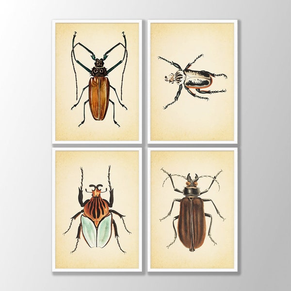 Beetle Print - Etsy