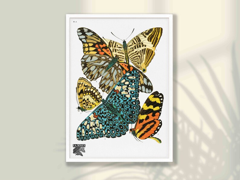 Vintage Butterfly Prints Set of 2: Restored Natural History Wall Art - Etsy