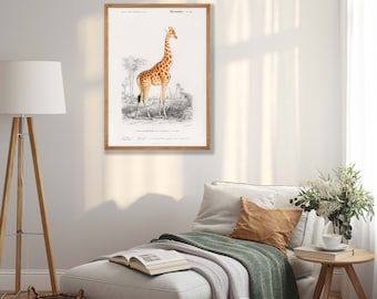 Vintage girafftryck - 1900-tals safaridjur väggkonst, giraff väggkonst