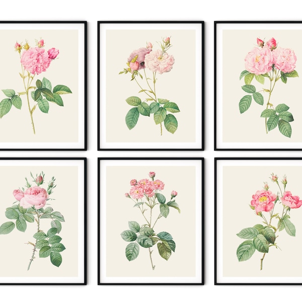 Pink Roses Print Set of 6 No.2 - Pink Botanical Art, Pink Flower Prints, Kitchen Wall Decor, Redoute Rose Prints, Farmhouse Decor