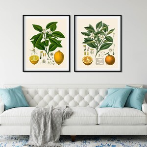 May include: Two framed botanical illustrations of citrus fruits. The left image shows a lemon tree with a lemon fruit, leaves, and flowers. The right image shows an orange tree with an orange fruit, leaves, and flowers.
