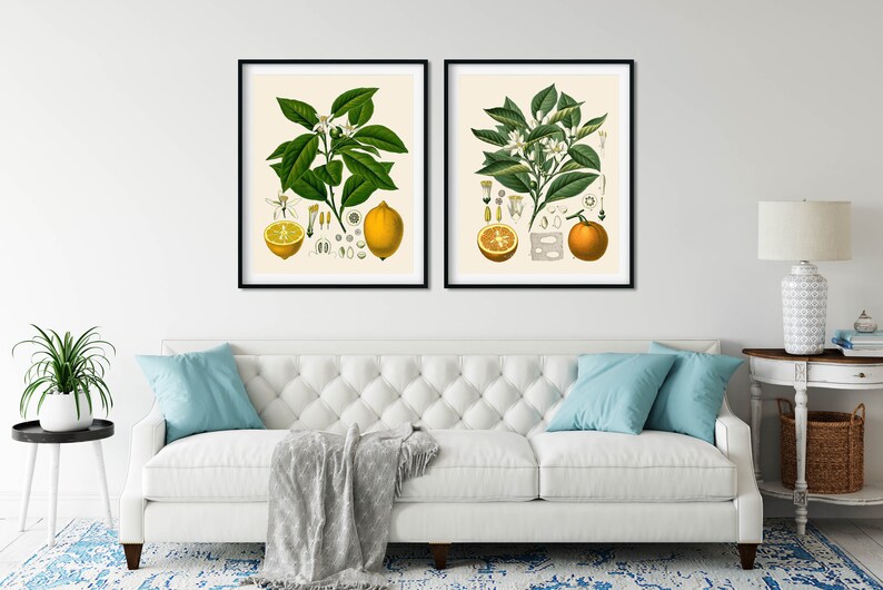 May include: Two framed botanical illustrations of citrus fruits. The left image shows a lemon tree with a lemon fruit, leaves, and flowers. The right image shows an orange tree with an orange fruit, leaves, and flowers.