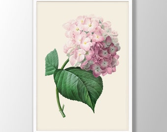 ピエール＝ジョゼフ・ルドゥーテ作「アジサイ」（花のラファエロ