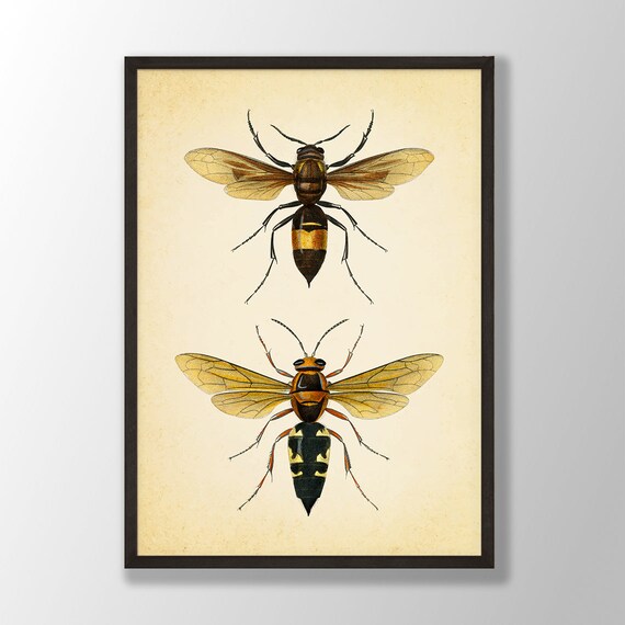 Vintage Bee Print No1 Bee Wall Art Bumble Bee Wall Decor Etsy