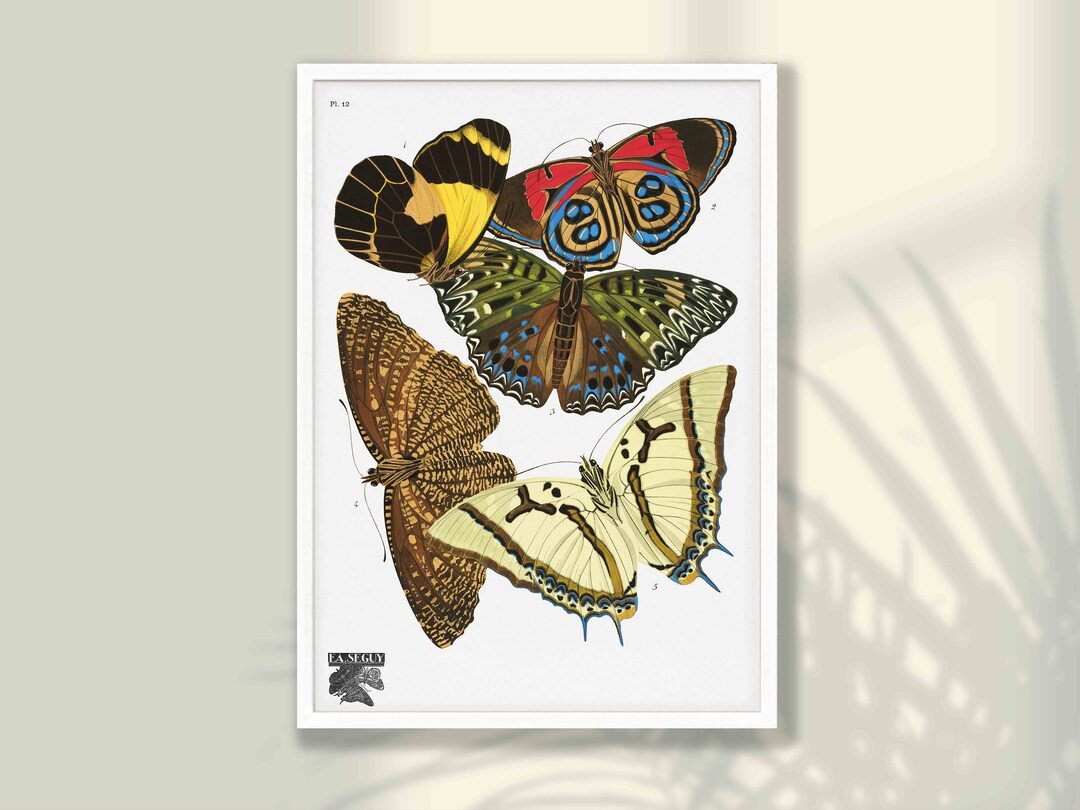 Vintage Butterfly Print: Restored Natural History Art - Etsy