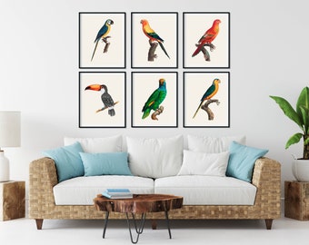 French Parrot Print Set of 6 - Vintage Tropical Bird Wall Art