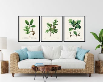 Oak Leaf Print Set of 3 - Vintage Botanical Illustration Wall Art
