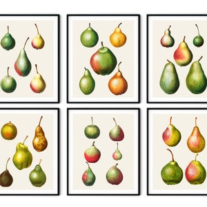 Vintage francés pera impresiones conjunto de 6 - impresiones de frutas vintage, decoración de pera, arte de la cocina, impresiones de frutas redoute, impresiones botánicas, impresiones de cocina