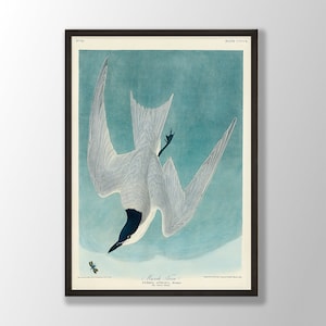 Vintage Audubon Vogeldruck - Sumpfseeschwalbe Druck, Vogelwandkunst, Küstenvogel, Audubon Vogel Dekor, Vögel von Amerika, Vogelliebhaber Geschenk