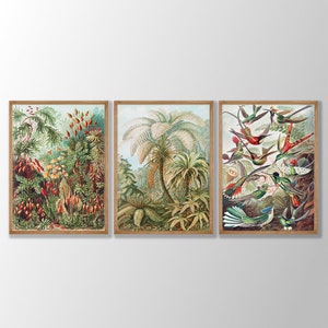 Juego de 3 láminas botánicas vintage de Ernst Haeckel: póster de biología, póster de Ernst Haeckel, póster fotográfico científico, arte mural, regalo Giclée
