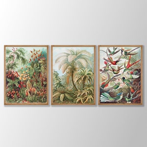 Vintage Ernst Haeckel Botanical Prints Set of 3 - Biology Poster, Ernst Haeckel Poster, Science Photo Poster Wall Art Gift Giclée