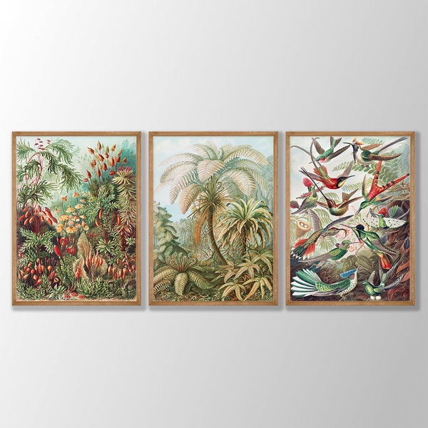 Lot de 3 impressions botaniques vintage d'Ernst Haeckel - affiche de biologie, affiche d'Ernst Haeckel, affiche photo scientifique, cadeau d'art mural giclée