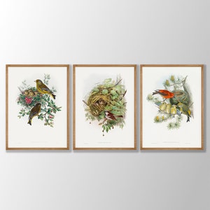 Vintage Bird Nest Prints Set of 3 - Bird Wall Art, Bird Nest and Eggs, Bird Botanical, Natural History Art, Bird Lover, Beach House Decor