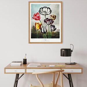 May include: A framed botanical illustration of tulips with a light blue background. The tulips are in various colours, including red, yellow, white, and black. The text "Tulips" is printed below the image.