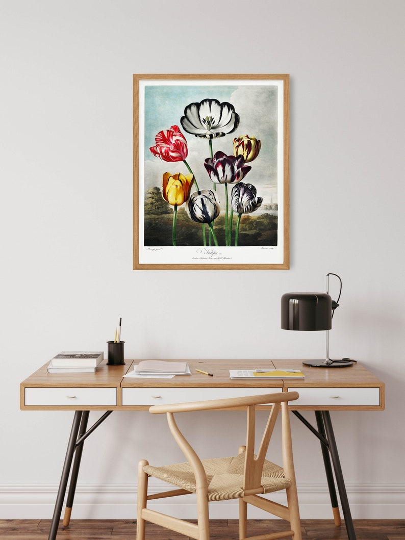 May include: A framed botanical illustration of tulips with a light blue background. The tulips are in various colours, including red, yellow, white, and black. The text "Tulips" is printed below the image.