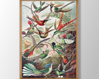 Ernst Haeckel Bird Print - Vintage Trochilidae Kolibris Illustration
