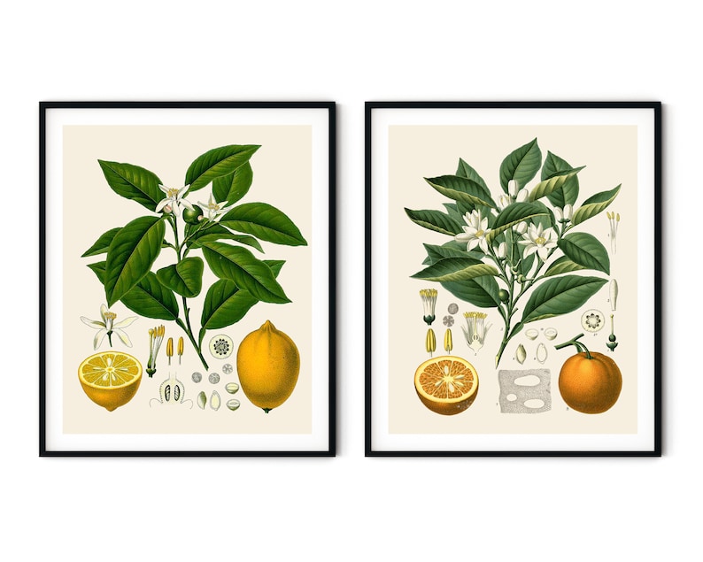 May include: Two vintage botanical illustrations of citrus fruits. The left image shows a lemon tree with flowers, leaves, a whole lemon, a lemon slice, and seeds. The right image shows an orange tree with flowers, leaves, a whole orange, an orange slice, and seeds.