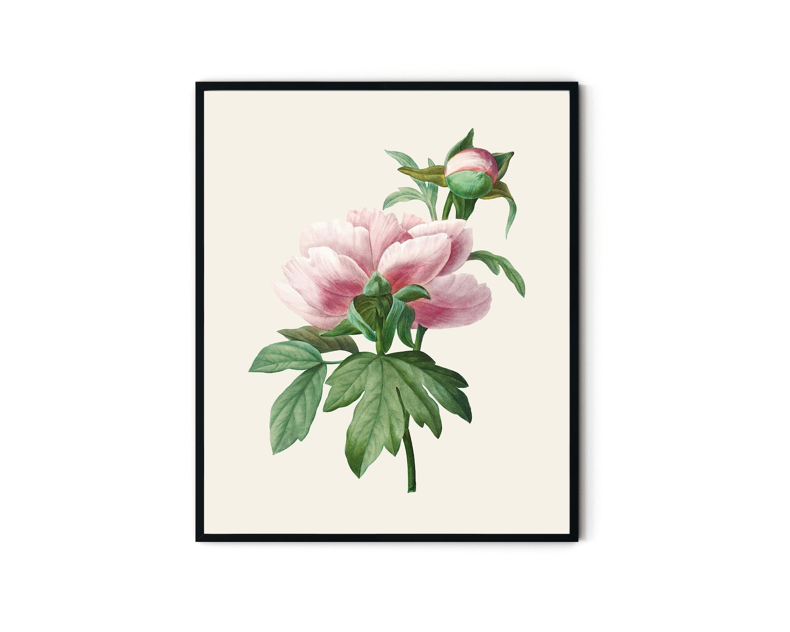 Peony Prints Set of 4 Botanical Print Set Peony Wall Art Etsy