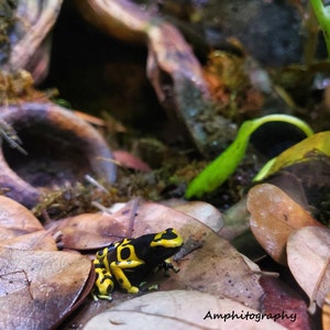 In Situ Bumblebee Poison Dart Frog