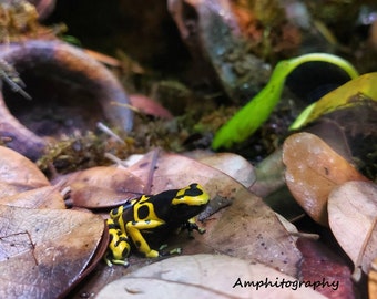 In Situ Hummel Gift Dart Frosch