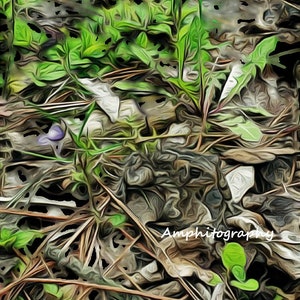 Among the Leaves - Anaxyrus americanus