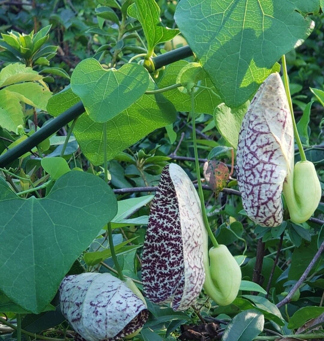 40 Dutchman's Pipe Vine Seeds Etsy