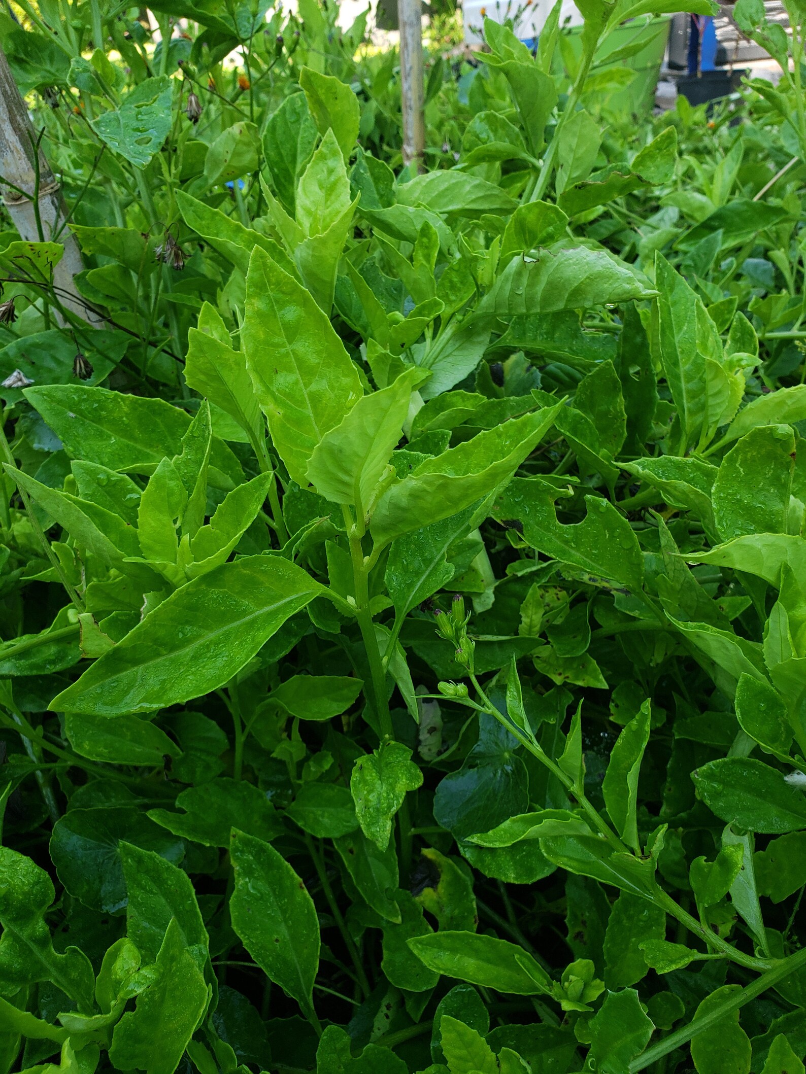 Longevity spinach 8 cuttings Etsy