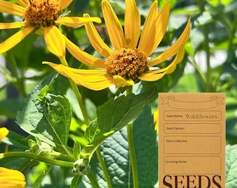 False Sunflower - Heliopsis helianthoides - Ontario Canada Native Wildflower Seeds