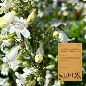 May include: A close-up of white wildflowers with yellow centres. A brown paper seed packet with the text "Wildflowers" and "SEEDS" is in the background.