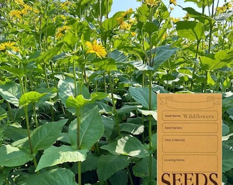May include: A close-up of a field of yellow wildflowers with a brown paper seed packet that says "Wildflowers" and "SEEDS".