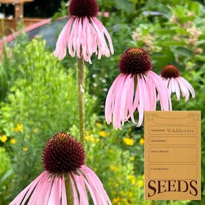 May include: Close-up of three pink coneflowers with brown centres. A brown paper card with the text "Wildflowers" and "SEEDS" is in the foreground.