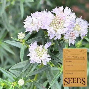May include: A cluster of pale lavender and white pincushion flowers with narrow green leaves, accompanied by a rectangular tan seed packet label featuring the text Seed Name: Wildflowers and SEEDS in a bold serif font at the bottom.